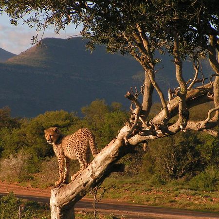 Samara Karoo Reserve Graaff-Reinet エクステリア 写真