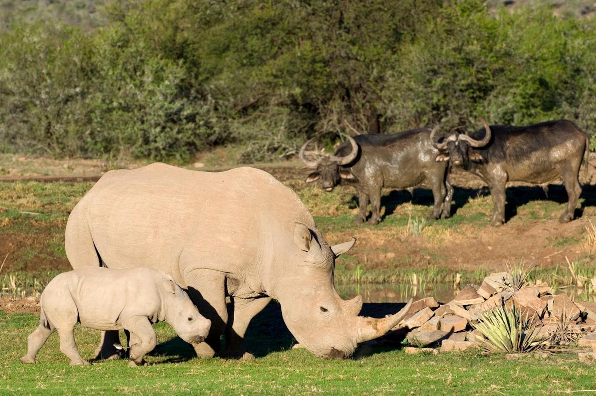 Samara Karoo Reserve Graaff-Reinet エクステリア 写真