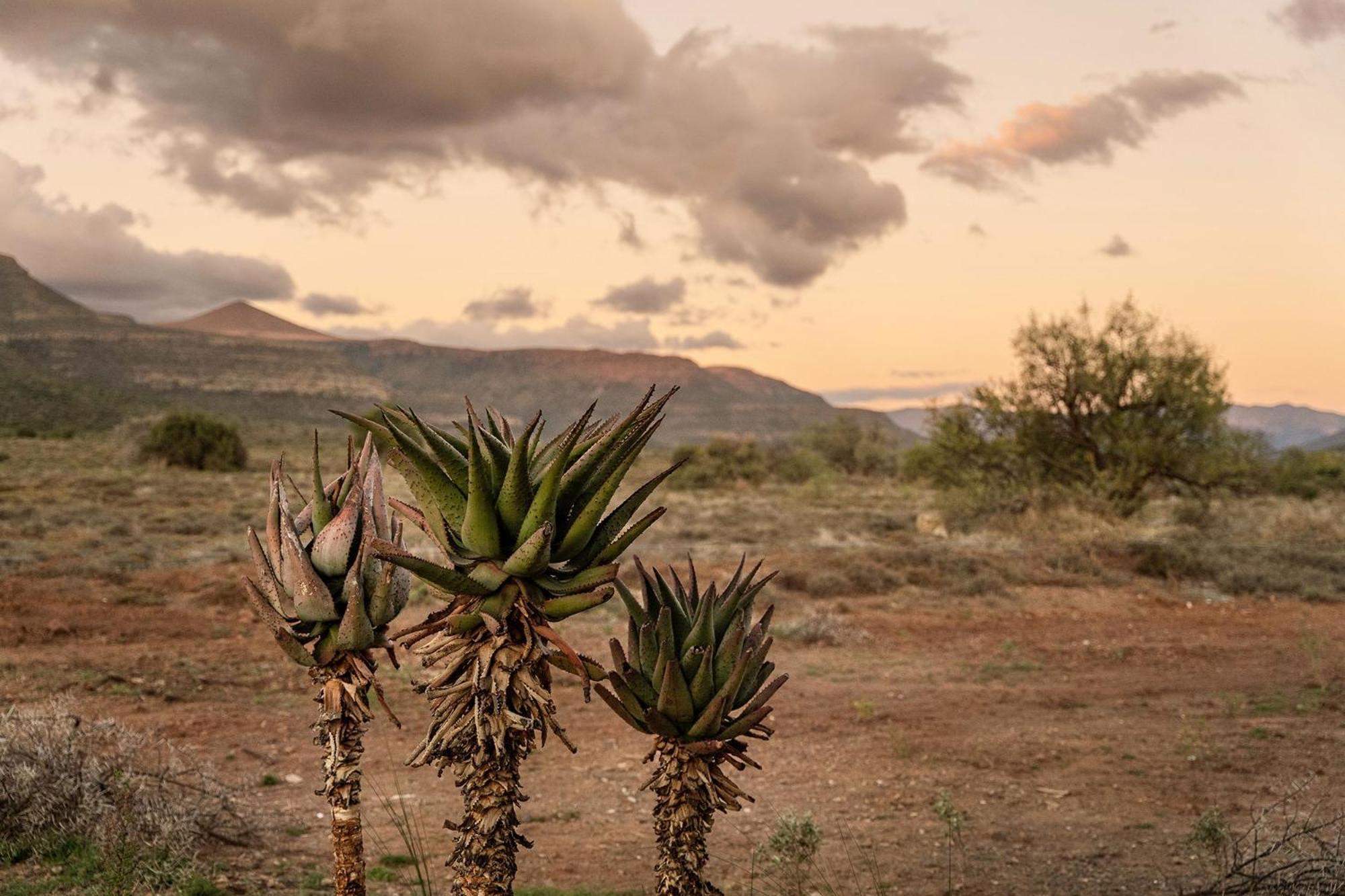 Samara Karoo Reserve Graaff-Reinet エクステリア 写真