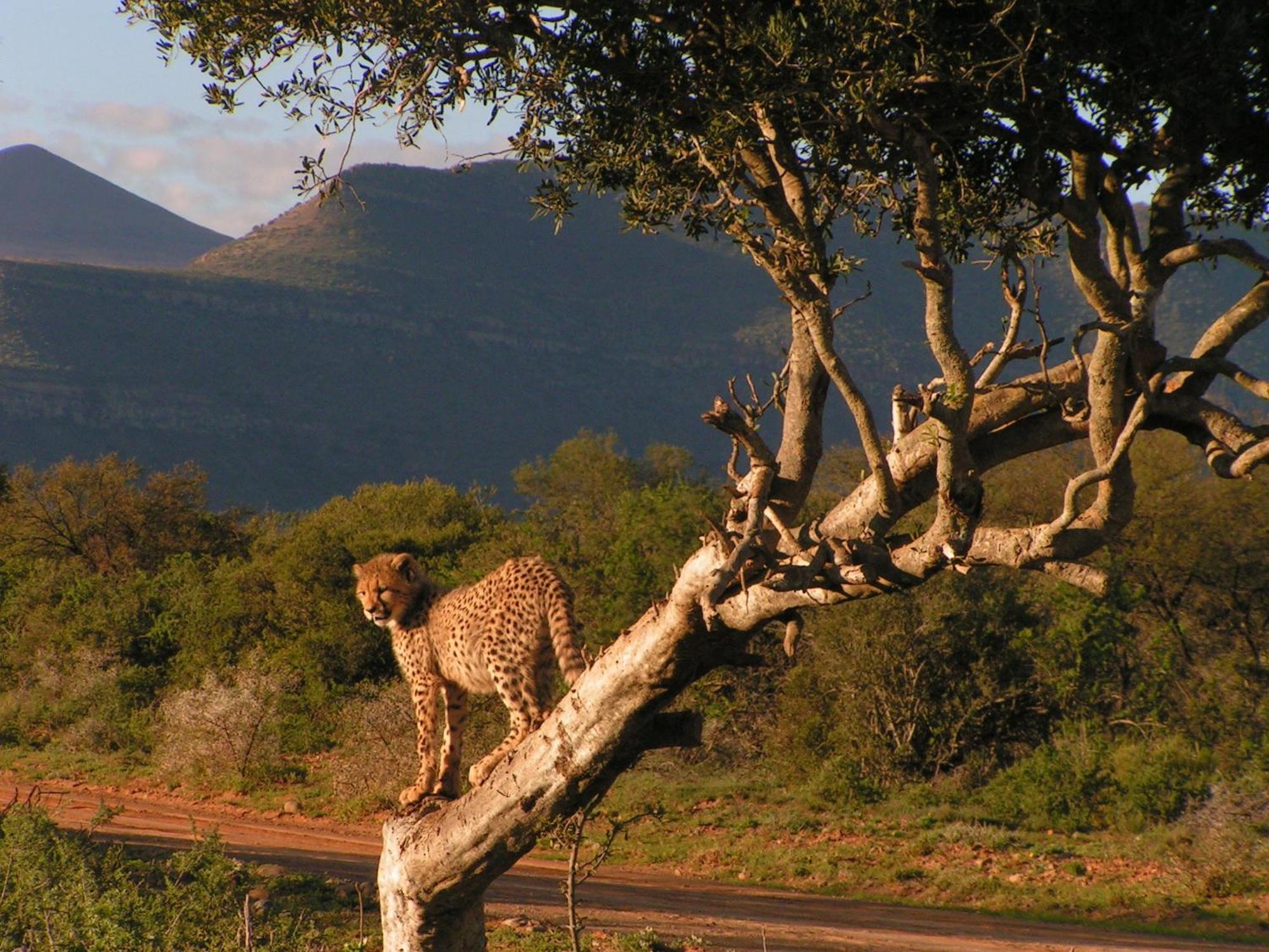 Samara Karoo Reserve Graaff-Reinet エクステリア 写真